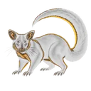 Apex Possum Removal logo