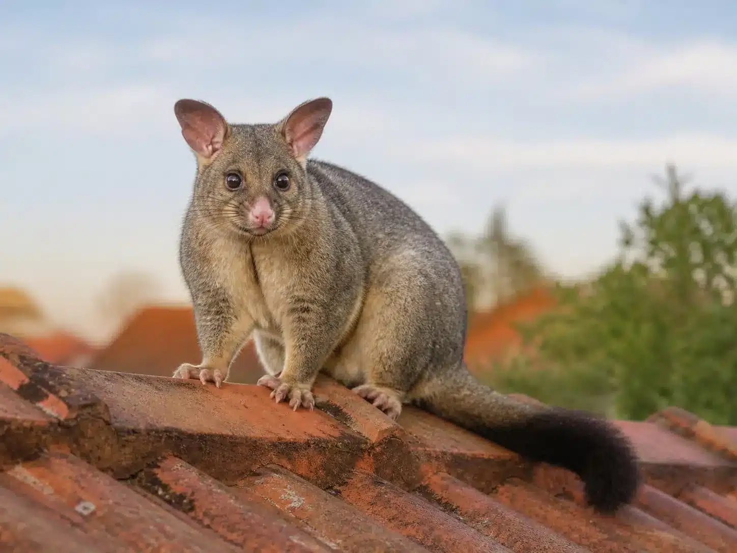 Common brushtail possum on a Melbourne roof