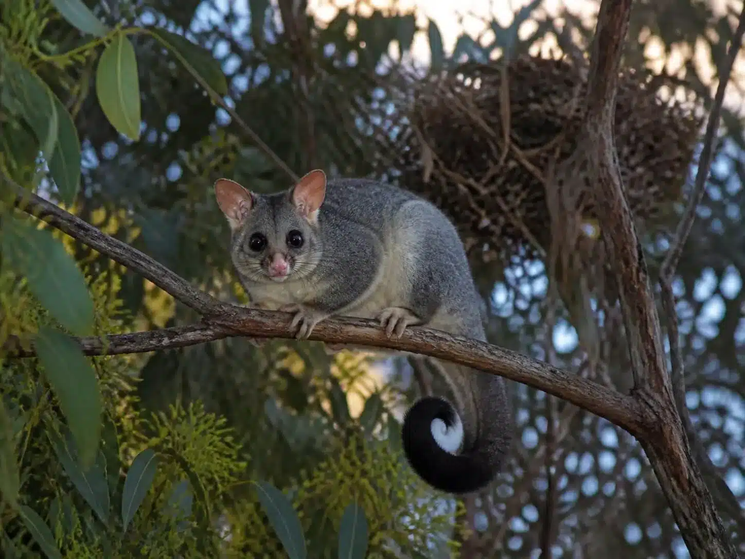 Common ringtail possum Melbourne